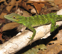A green lizard in the Atlantic forests